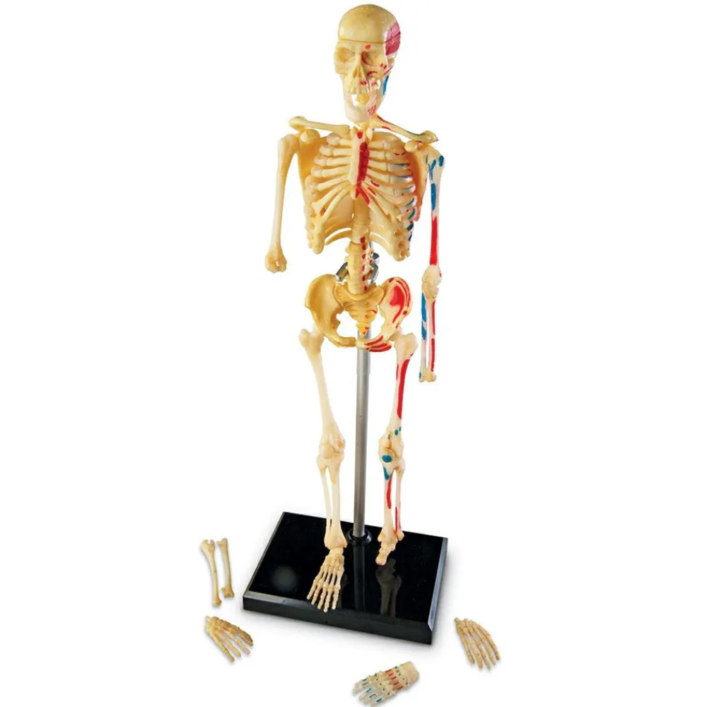 Skolesjov|Montessori<Learning Resources Anatomimodel - Skelet