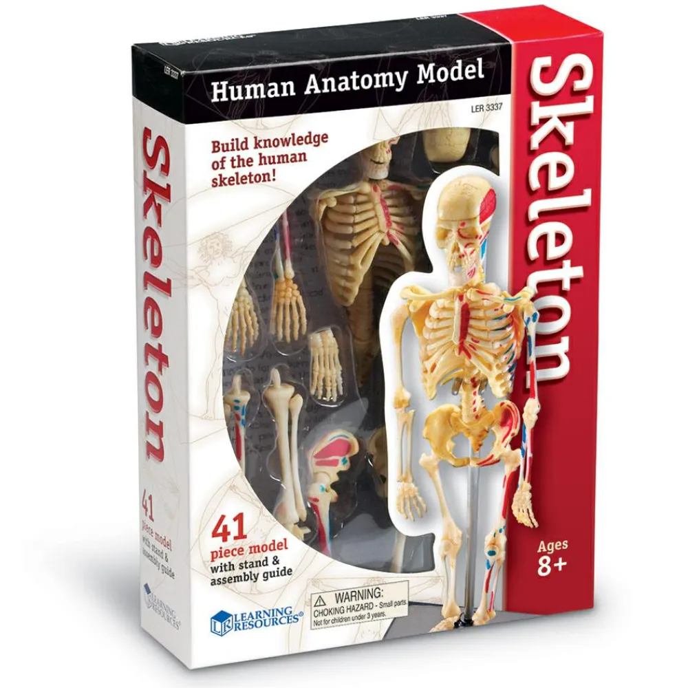Skolesjov|Montessori<Learning Resources Anatomimodel - Skelet