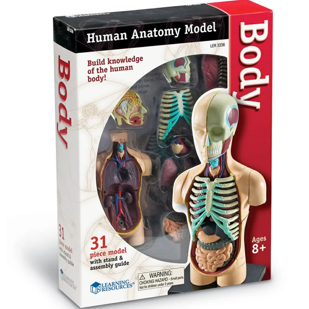 Skolesjov|Montessori<Learning Resources Anatomimodel - Torso