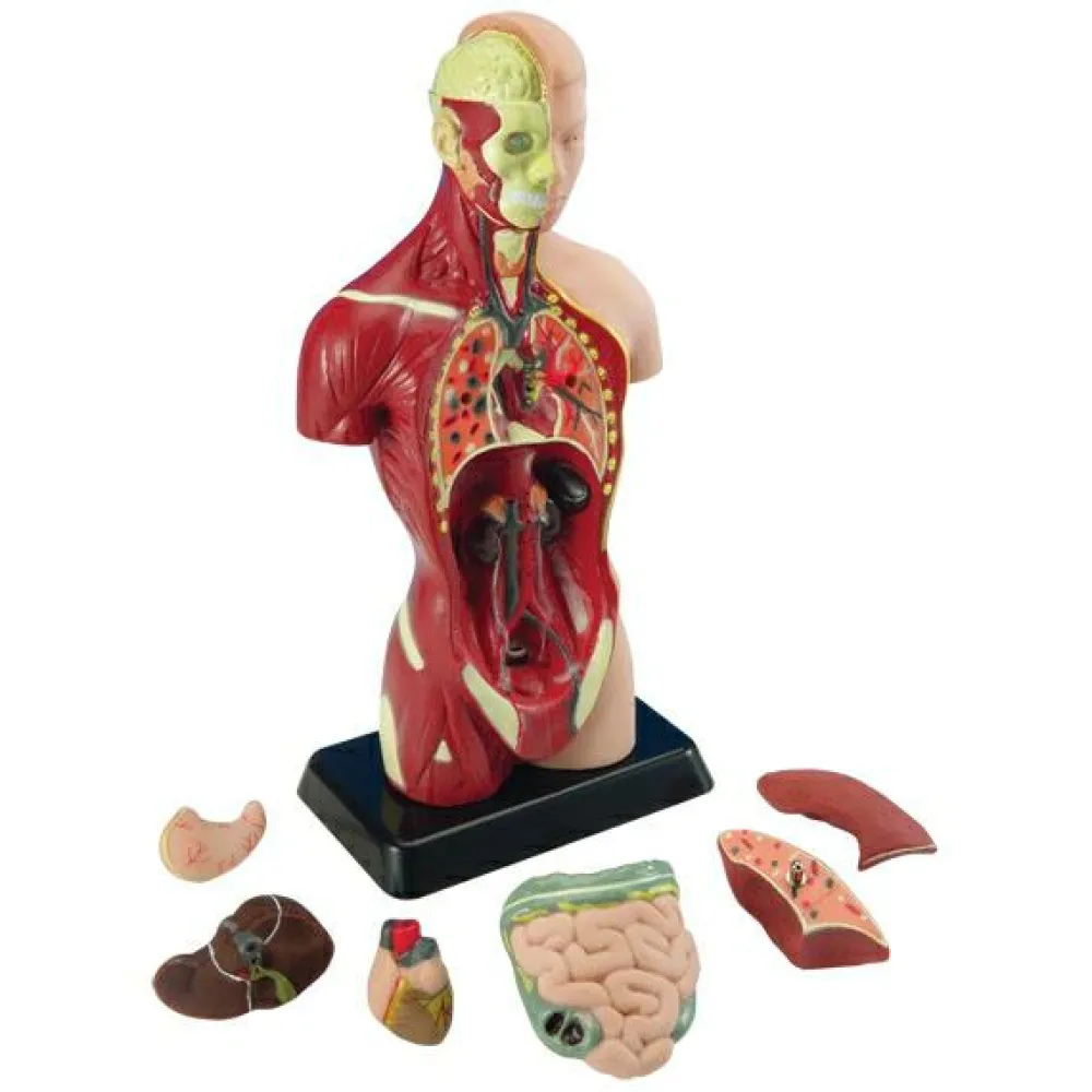 Montessori|Anatomi/Kroppen< Anatomimodel - Torso, 27cm