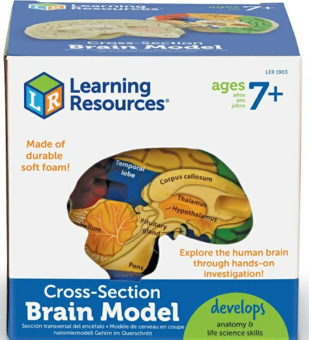 Anatomi/Kroppen<Learning Resources Anatomi tværsnit - Hjerne