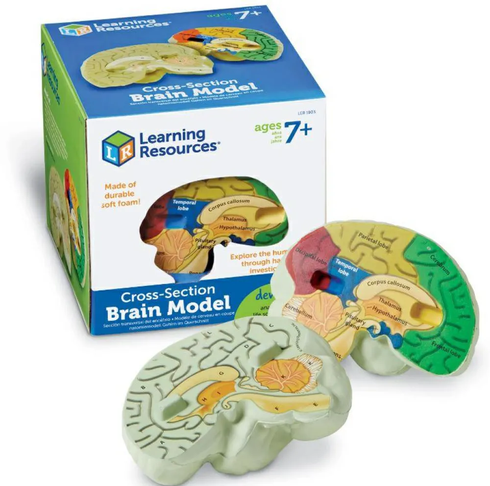 Anatomi/Kroppen<Learning Resources Anatomi tværsnit - Hjerne