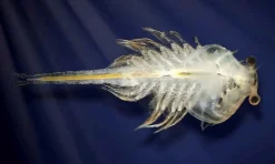 Stem Læringslegetøj|Naturvidenskab< Aqua Dragons i akvarium m. LED lys