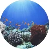 Lysborde<tickit® Sæt scenen Ø62,5 cm - Under havet