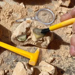 Naturvidenskab|Insekt & Naturleg< Udgravningssæt - Fossiler